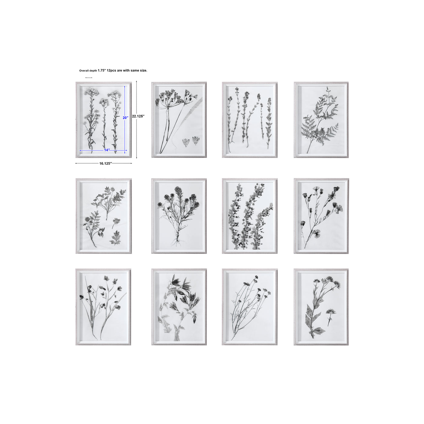 Uttermost Contemporary Botanicals Framed Prints, S/12