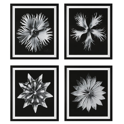 Uttermost Contemporary Floret Framed Prints, S/4