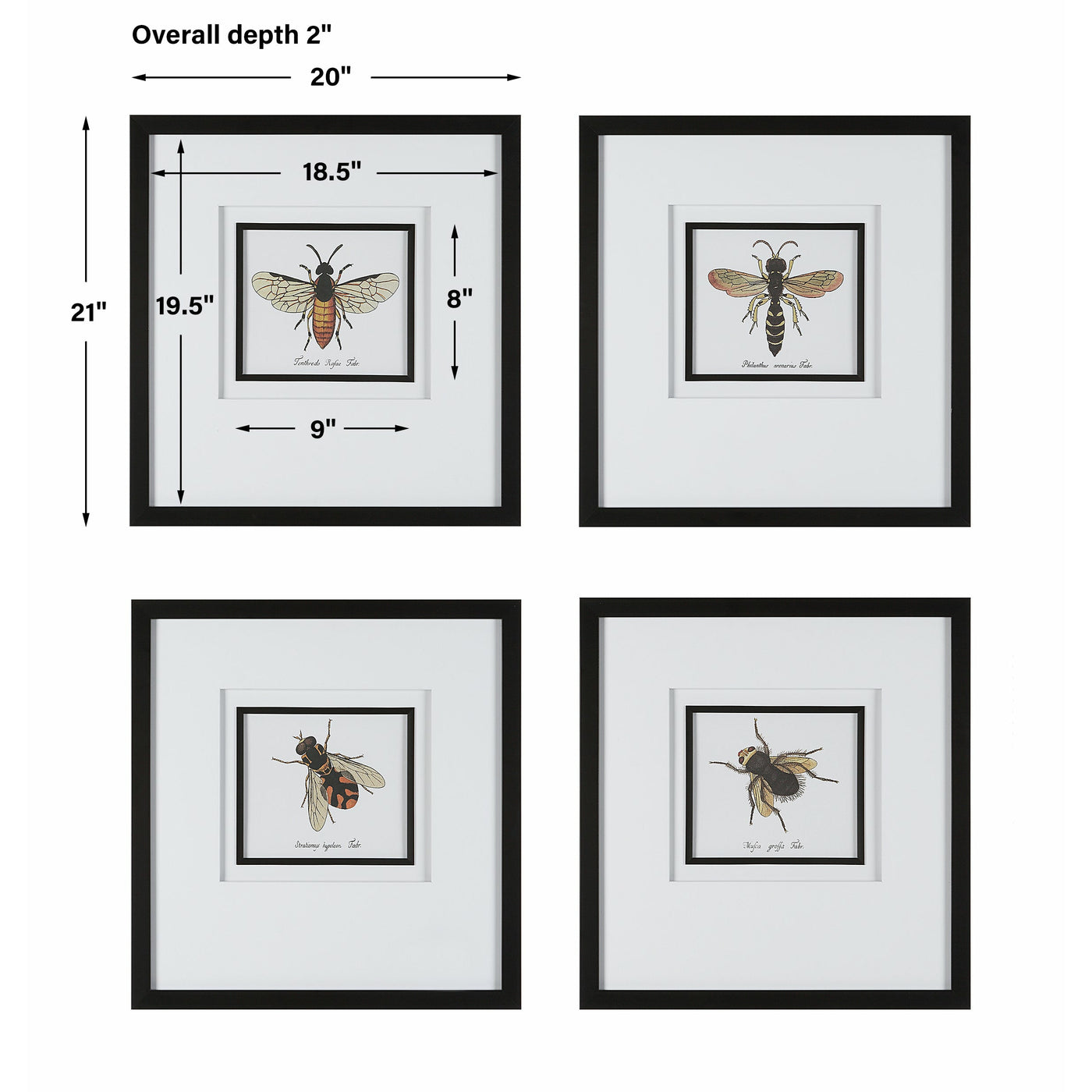 Uttermost Anthophila Framed Prints, S/4